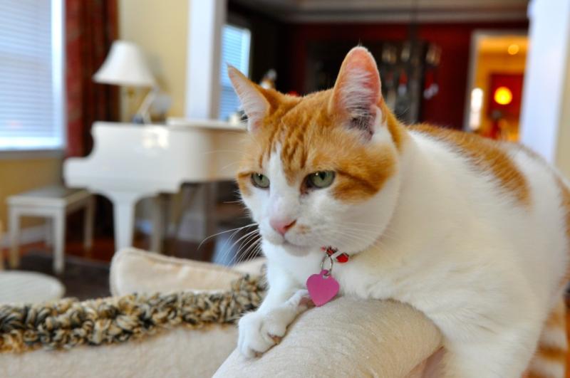 Obiektyw Sigma 18-35mm f/1.8 DC HSM ART Nikon